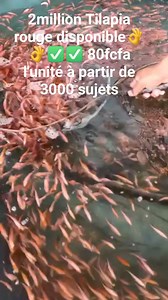 2.8K views · 32 reactions | #pisciculture #agriculture #tilapia #picturechallenge #agro #agronomia #poisson #bio | Youlia fish international | Facebook