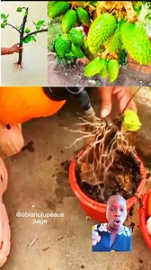 433K views · 4.1K reactions |  how to grow your own soursop at home without using the seeds #facebookviralvideo2025fypシviralシ #facebookreels #obianujureacts | Obianuju peace page | Facebook