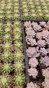 2 Inch Potted 'purple Ghost Plant' Graptopetalum Superbum - Etsy