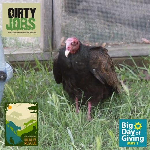 1.3K views · 50 reactions | 礪 Dirty Jobs: Wildlife Edition 礪 It may...