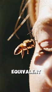 Fun Facts About Bees | Plot Twist Central