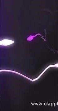 Fertilization Journey of sperm (3D Animation)