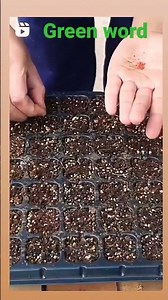 how to grow Milo 👍👍👍👍