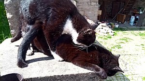 Big Cat Fucks Small Kitty - Heroic Barking Dog Saves Small Kitten (Catherine Parris)