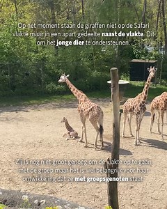 Burgers' Zoo on Reels