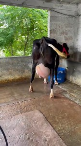 High milking cow | YouTube Dairy Farm