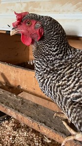 2.3K views · 40 reactions | I want to crawl into this nesting box...