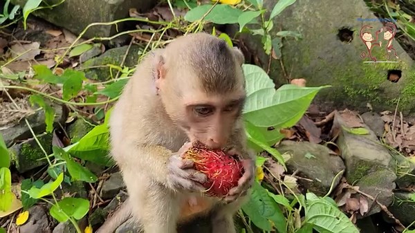 2.1K views · 557 reactions | Feeding Delicious fresh mango, corn, grape to the lovely monkeys珞朗 | Monkey Helping | Facebook