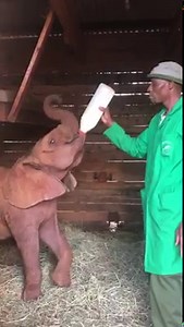585K views · 31K reactions | A beautiful elephant with attitude is an...