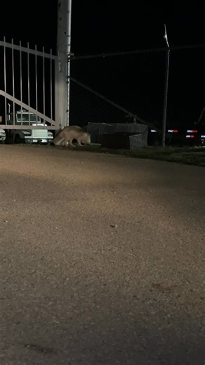 ❌UPDATE! He was caught and home safe 3/13❌ So close to catching Killua, but no luck yet. He was investigating the trap and stuck his head inside. At the end of the video a rabbit runs by, and he chased it deeper into the storage yard. Please keep manifesting positive thoughts for us to bring him home tonight! 🔆 Clevyr Creatures is a 501(c)(3) non-profit domestic fox sanctuary. All donations are tax deductible. EIN 99-0469439 | Clevyr Creatures Fox Sanctuary