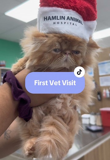 Zenitsu's First Vet Visit: A Day Full of Cuddles