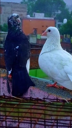 🕊️🥰🕊️#kabootar #kabootarba #pigeonlaver