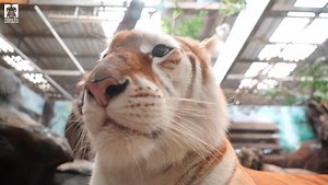 เสียงในหัวของยัยหนูเอวา 🐯 #เชียงใหม่ไนท์ซาฟารี #เชียงใหม่แบ๊วซาฟารี #chiangmainightsafari #น้องเอวา #พี่ลูน่า #เอวาลูน่า #Ava #Luna #AvaLuna #เสือโคร่งสีทอง | เชียงใหม่ไนท์ซาฟารี Chiang Mai Night Safari