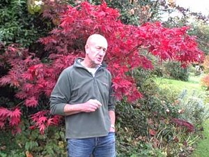 Japanese maple for fall foliage colour - Acer palmatum 'Ozakazuki' with Andy McIndoe