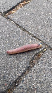 Dobrze jest wstać w niedzielny poranek, podnieść zewłok i udać się w kierunku basenu. Niespodzianie na trotuarze można napotkać samotnie wędrującego pen!sa, co codziennym widokiem wcale nie jest. To prawda - stworzenie to wygląda troszeczkę u-jowo, nawet jego cielistoróżowy kolor nasuwa jednoznaczne skojarzenia, ale jest okazem przyrodniczym że wszech miar interesującym. Jego ciałko o kształcie - powiedzmy - trąby słonia niespodzianie zakończone jest skierowanym do góry niebieskim kolcem, który 