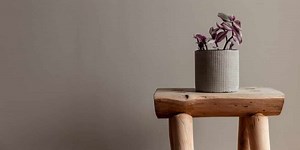 Wandering Jew (Tradescantia Genus) Care & Growing Guide