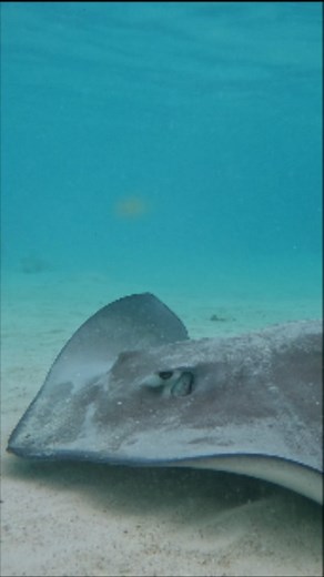 5.1K views · 36 comments | Stingrays generally do not attack...