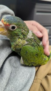 2.4K views · 58 reactions | This baby White Fronted Amazon is just so affectionate. Come hang out with this cutie today! 殺 #boarding #petboarding #birdsofinstagram #animalsofinstagram #birdphotography #ig #birds #animallovers #sunconure #bird #loveislove #petlovers #silly #conure #kiss #cutenessoverload #kisses #localbusiness #cute #parrotlover #babyparrot #birdsofinstagram #birds #rochester #rochesterny #Africangrey | Exotic Pet Birds, Inc. | Facebook