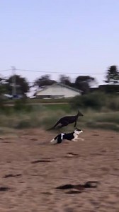 104K views · 1.6K reactions | You don't see this at the beach every...