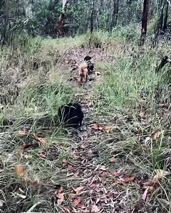 Holidays season in OZ! A morning walk with the lads! | Rick Price