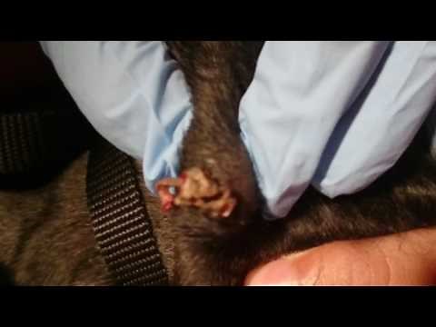 How to pop a dogs cyst part 1