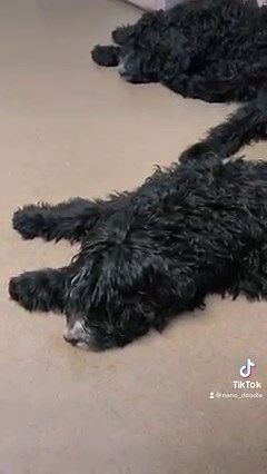 Sweet Bernadoodles. | Michigan Doodle Rescue Connect