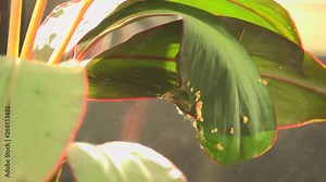 Bird building their nest in breeding period. Common tailorbird preparing a nest by stitching two leafs of ti plant together with natural white fiber .