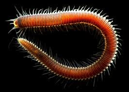 Annelids
