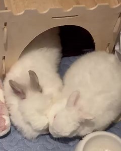 101 reactions | SUCCESSFUL BONDING - MOCHI & CASH Its been exactly a...