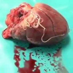 1.4K views · 63 reactions | Dirofilaria immitis ، الدودة القلبية أو الدودة القلبية للكلاب ، هي دودة طفيلية نوع من الديدان الخيطية ، وهي صغيرة تشبه الخيوط ، وتسبب داء الفيلاريا. ينتشر من خلال لدغات البعوض.. #noor | ملتقى العلوم | Facebook