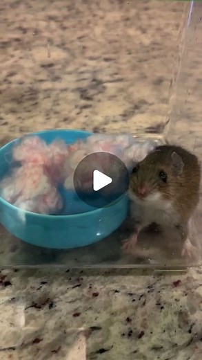 The Dodo on Instagram: "This whole family came together to save him! 殺 (: @fixyourimages)"