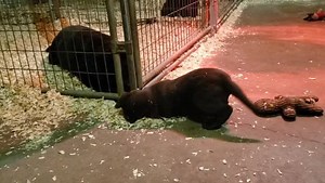 Bekah is a goofy girl, great late night entertainment | Black Rock Labrador Retrievers