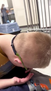 13K views · 1.2K reactions | Kittens and puppies and lambs, OH MY! ....