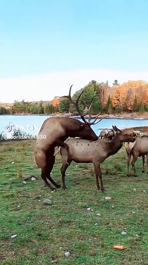Elk Mating & Lifestyle: A Glimpse into Nature
