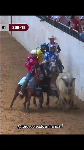 Procoleo Ranking 🏆 Renso Peaspan JR 💪 #toroscoleados #toroscoleadosmiranda