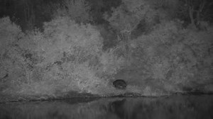 Djuma_Hippo_sub_adult_resting_out_of_water_across_the_dam | WildEarth Cam