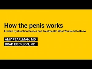 1. How the penis works