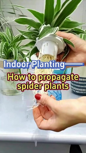 Methods of propagating spider plants #garden #indoorplants #homegarden #houseplants #plants #spiderplant | Garden Advice Daily