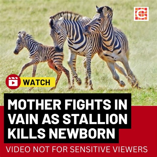 1K views | Caxton Network News | Watch: Baby zebra killed in brutal infanticide attack Video and story here: https://www.citizen.co.za/network-news/video_of_the_day/watch-baby-zebra-killed-in-brutal-infanticide-attack/ | Letaba-Limpopo Herald | Facebook
