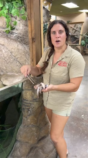 559K views · 3.6K reactions | Caiman Couple do not like sharing | The Reptile Zoo | Facebook