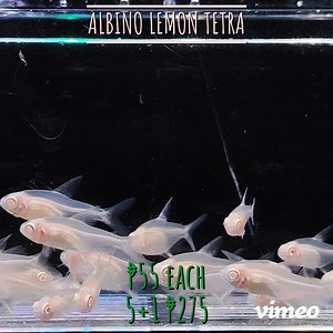 ALBINO LEMON TETRA | Got Fish | Facebook
