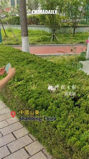 3K views · 25 reactions | "The rarest bloom: Felis catus." #Cat #China #fun #catlover | China Daily Hong Kong | Facebook