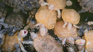 Un bassin bondé de tortues albinos : vidéo de stock (100 % libre de droit) 3981432235 | Shutterstock