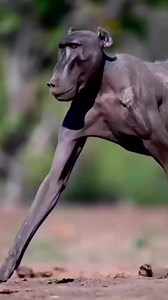 La cruza de una perro y un chango … 😱 | Nasser Ferreiro