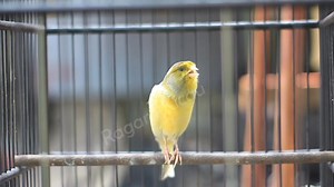 14K views · 134 reactions | Kicauan burung kenari | RAGAM KICAU | Facebook