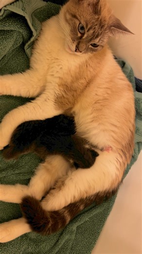 Dosha is being a great wet-nurse. Mother’s milk, if healthy, is still the best. Their mother’s would have been better but she rejected all and the owner wouldn’t let us try; luckily for everyone Dosha was available a couple of days later so that around the clock from a human wasn’t necessary. Poor Dosha had started weaning her kittens when the breeder was evicted and the workers stole the kittens and threw Dosha, swollen heavy with milk, outside. The landlord called for help so upset at what had