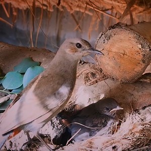 4.9K views · 374 reactions | Bulbul Bird Feeding To Her Babies Bulbul Bird Nest Bulbul Bird Chicks In Nest | Review Bird Nest | Facebook