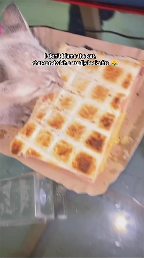 Kitten is almost the same size as the sandwich..😂#viralsnare #kittens #kittenlovers | ViralSnare