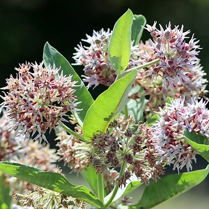 Showy Pink Milkweed, Asclepias speciosa | High Country Gardens