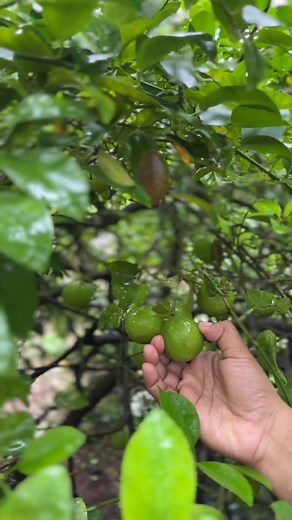 Squeeze the day at The Resort, where we're turning our homegrown limes into the coolest pickles in town. Crunchy, tangy, and totally sustainable – one bite at a time! . . . #TheResort #MadhIsland #MadhMarve #FunByTheBeach #SustainableLiving #NatureInspired #EmbraceSustainability #ResortLife #SustainableHarvest #FromFarmToTable #PicklePerfection #SustainableSavouries Chalet Hotels Limited | The Resort Madh-Marve